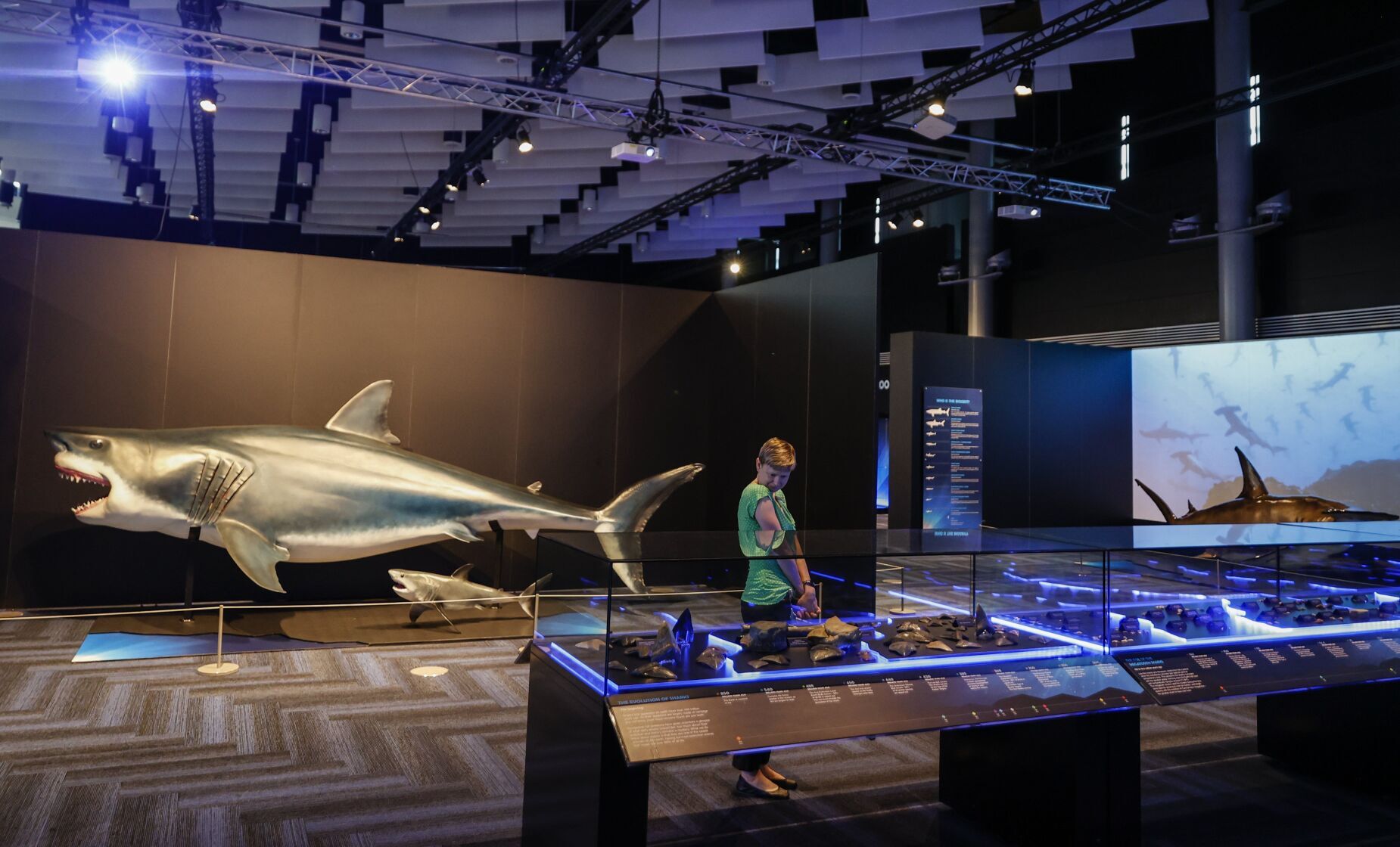 20220527_MET_SHARK